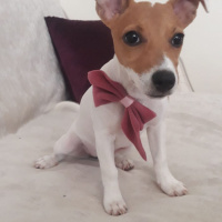 Jack Russell Terrier, Köpek  Hera fotoğrafı