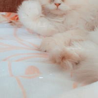 İran Kedisi (Persian), Kedi  Casper fotoğrafı