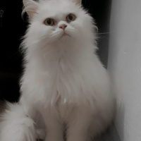 İran Kedisi (Persian), Kedi  Casper fotoğrafı