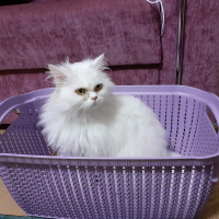 İran Kedisi (Persian), Kedi  Casper fotoğrafı