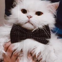 İran Kedisi (Persian), Kedi  Casper fotoğrafı