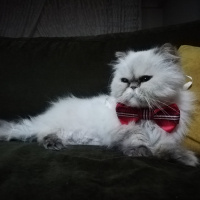 İran Kedisi (Persian), Kedi  Pamuk fotoğrafı