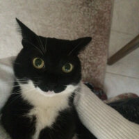 Tuxedo (Smokin) Kedi, Kedi  Betty fotoğrafı