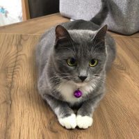 Mavi Rus, Kedi  Pamuk fotoğrafı