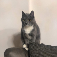 Mavi Rus, Kedi  Pamuk fotoğrafı