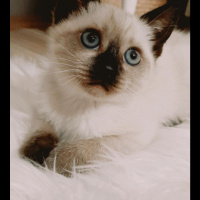 Siyam Kedisi, Kedi  Ben fotoğrafı