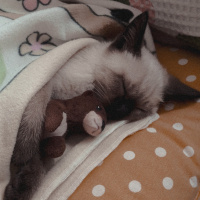 Siyam Kedisi, Kedi  Ben fotoğrafı