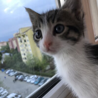 Tekir Kedi, Kedi  Kata fotoğrafı