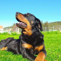 Rottweiler, Köpek  Gaia fotoğrafı