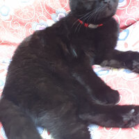 Scottish Fold, Kedi  Gece fotoğrafı