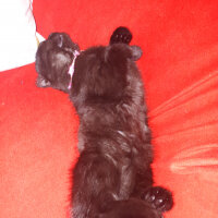 Scottish Fold, Kedi  Gece fotoğrafı