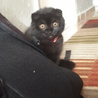 Scottish Fold, Kedi  Gece fotoğrafı