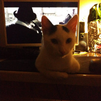 Tekir Kedi, Kedi  Bob fotoğrafı