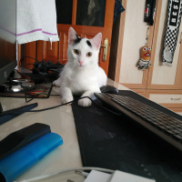 Tekir Kedi, Kedi  Bob fotoğrafı
