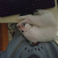 Tekir Kedi, Kedi  Bob fotoğrafı