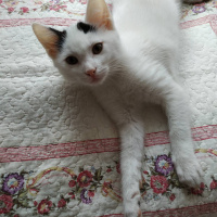 Tekir Kedi, Kedi  Bob fotoğrafı