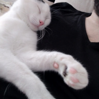 Tekir Kedi, Kedi  Bob fotoğrafı