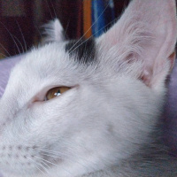 Tekir Kedi, Kedi  Bob fotoğrafı