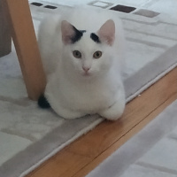 Tekir Kedi, Kedi  Bob fotoğrafı