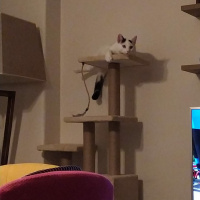 Tekir Kedi, Kedi  Bob fotoğrafı