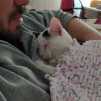 Tekir Kedi, Kedi  Bob fotoğrafı