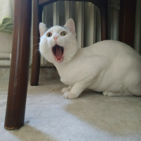 Tekir Kedi, Kedi  Bob fotoğrafı