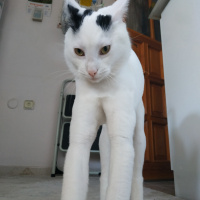 Tekir Kedi, Kedi  Bob fotoğrafı