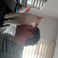 Tekir Kedi, Kedi  Bob fotoğrafı