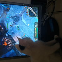 Tekir Kedi, Kedi  Bob fotoğrafı