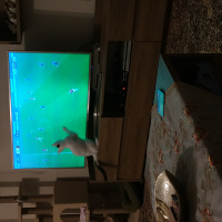Tekir Kedi, Kedi  Bob fotoğrafı