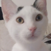 Tekir Kedi, Kedi  Bob fotoğrafı