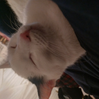 Tekir Kedi, Kedi  Bob fotoğrafı