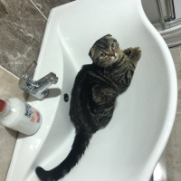 Scottish Fold, Kedi  Rukiye fotoğrafı