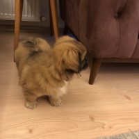 Pekingese, Köpek  Pekmez fotoğrafı