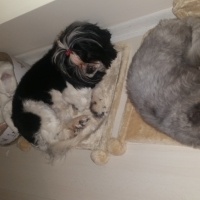 Shih Tzu, Köpek  kokoş fotoğrafı