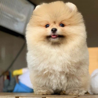 Pomeranyalı, Köpek  Lady fotoğrafı