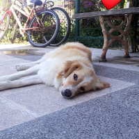 Border Collie, Köpek  Mişa fotoğrafı
