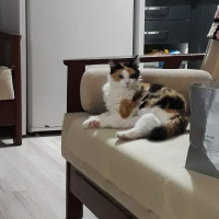 Maine Coon, Kedi  Yumak fotoğrafı