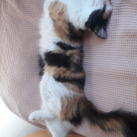 Maine Coon, Kedi  Yumak fotoğrafı