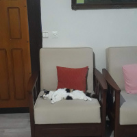 Maine Coon, Kedi  Yumak fotoğrafı