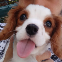 Cavalier King Charles Spanieli, Köpek  Vera fotoğrafı