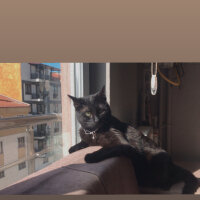 Bombay, Kedi  Lucifer fotoğrafı