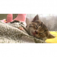 Tekir Kedi, Kedi  Chia fotoğrafı