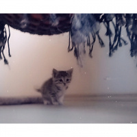 Tekir Kedi, Kedi  Chia fotoğrafı