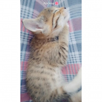 Tekir Kedi, Kedi  Chia fotoğrafı