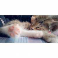 Tekir Kedi, Kedi  Chia fotoğrafı