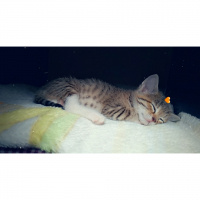 Tekir Kedi, Kedi  Chia fotoğrafı