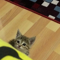 Tekir Kedi, Kedi  Chia fotoğrafı