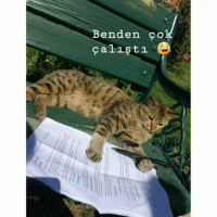 Tekir Kedi, Kedi  Chia fotoğrafı