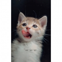 Tekir Kedi, Kedi  Chia fotoğrafı